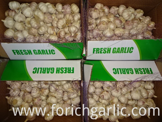 Export Standard Fresh New Garlic